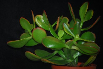 crassula004yy.jpg