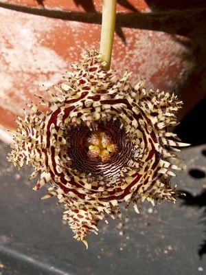 hystrix (1 von 1).jpg