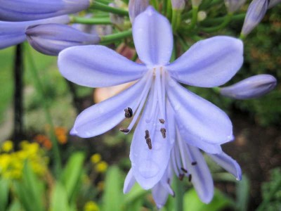 Agapanthus Blau.JPG