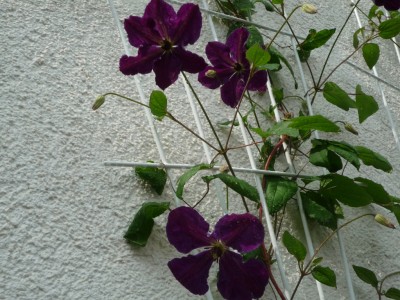 Clematis Tuczka.JPG