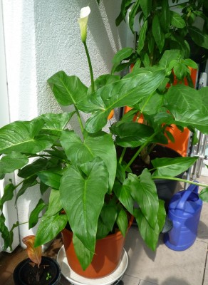 Zantedeschia Calla.JPG