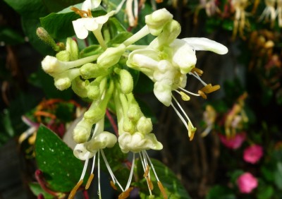 neues Geißblatt.JPG