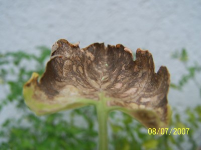 100_2591.jpg