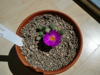 Frithia pulchra Blüte.JPG