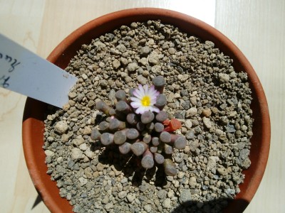 Frithia humilis Blüte.JPG