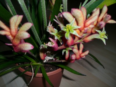 Anigozanthus Blüten.JPG