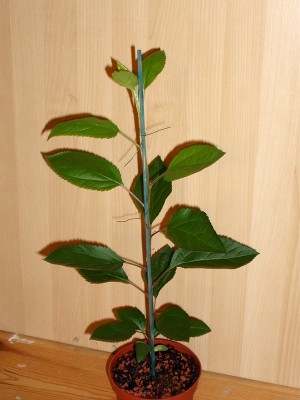 Apfelbäumchen, ''Goliath''_027.jpg