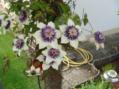 Meine Bilder 1210a.jpg