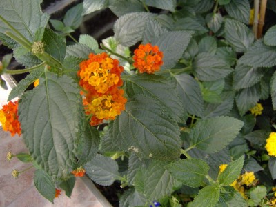 Wandelrose orange.jpg