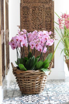 2149-Phalaenopsis.jpg