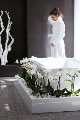 2149-Phalaenopsis .jpg