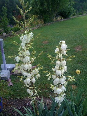 Palmlilie blüht.jpg