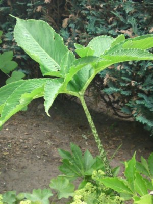Typhonium venosum 2.jpg