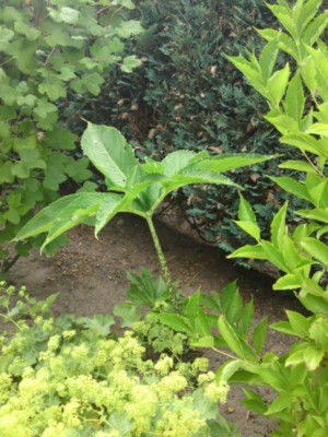 Typhonium venosum.jpg