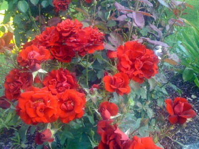 Rose rot.jpg