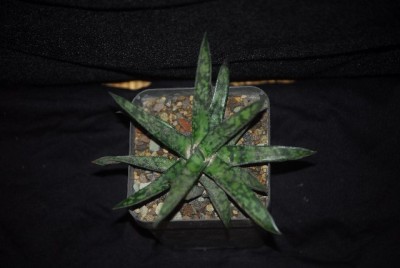 Gasteraloe010yy.jpg