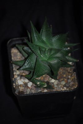 haworthia 008yy.jpg