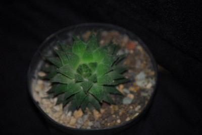 haworthia 004yy.jpg