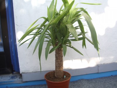 IMGP1032.JPG