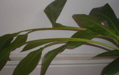 canna2.jpg