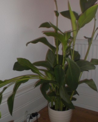 canna1.jpg
