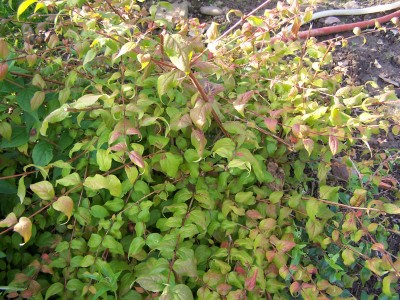 Tanja080707 145.jpg