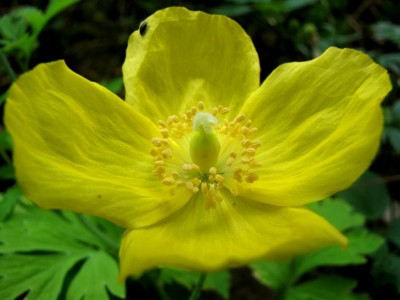 Meconopsis-cambrica.JPG