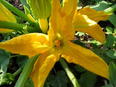 Gelbe-Zuccini-maennliche-Bluete.JPG