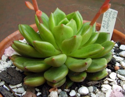 Echeveria 2009-274 (2).JPG