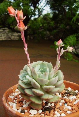 Echeveria ´Dondo´ (3).JPG