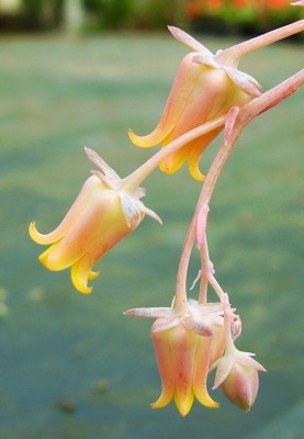 Echeveria halbingeri (4).JPG