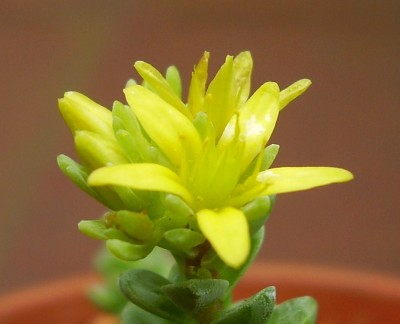 Sedum oaxacanum (3).JPG