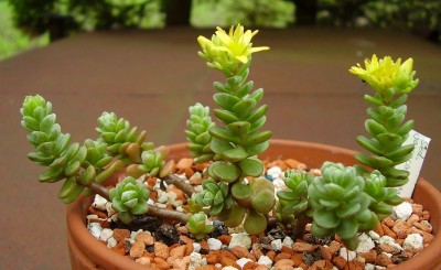 Sedum oaxacanum (2).JPG