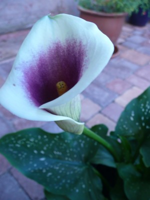 P1060659 - Kopie.JPG