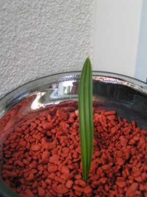 2010-07-05 Aussaatwettbewerb 011.JPG