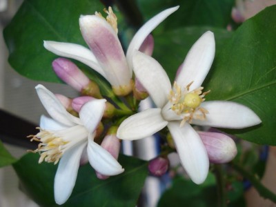 Zitrone_1_Blüte.JPG