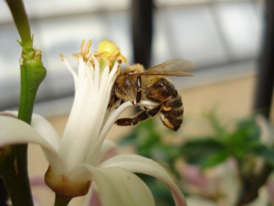 Blüte mit Biene.JPG