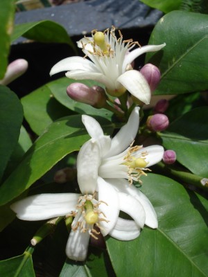 Zitrone_Blüten.JPG