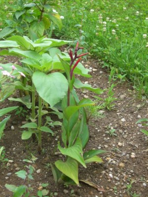 Canna indica 06.07.10 (2).JPG