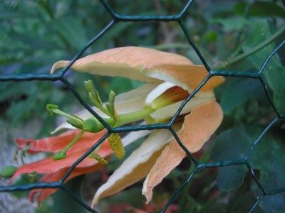 GITTERN.JPG