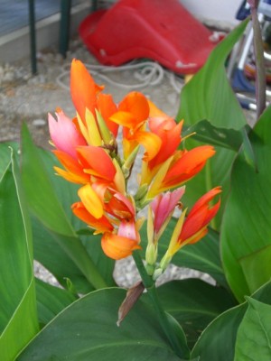 Canna indica 06.07.10.JPG