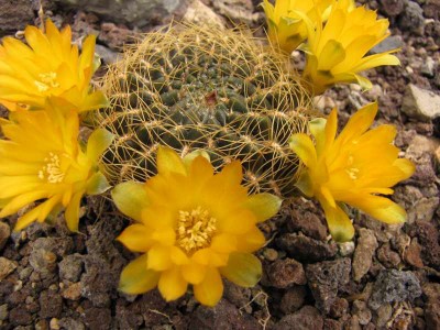 sulcorebutia candiae.JPG