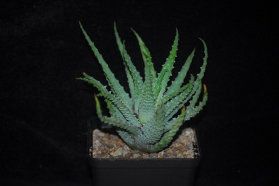 aloe 021yy.jpg