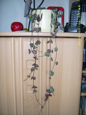 DSCI0024.JPG