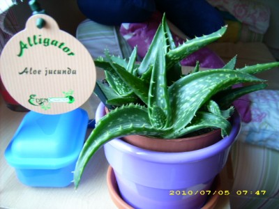 Aloe.JPG