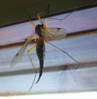 Schnake2.jpg