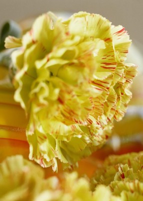 Nelke-Dianthus.jpg