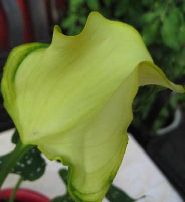 20100706_0001_8.JPG