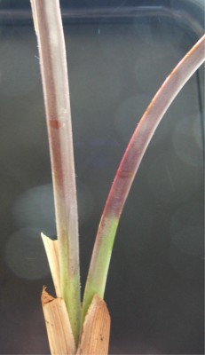 Bismarckia nobilis 06.07.10.jpg