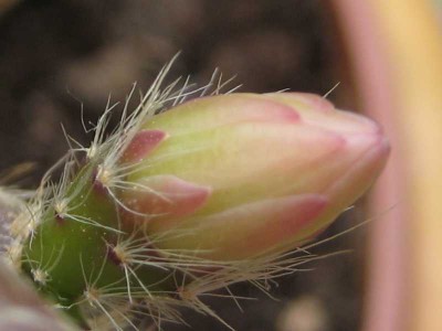 Rhipsalis Knospe.JPG